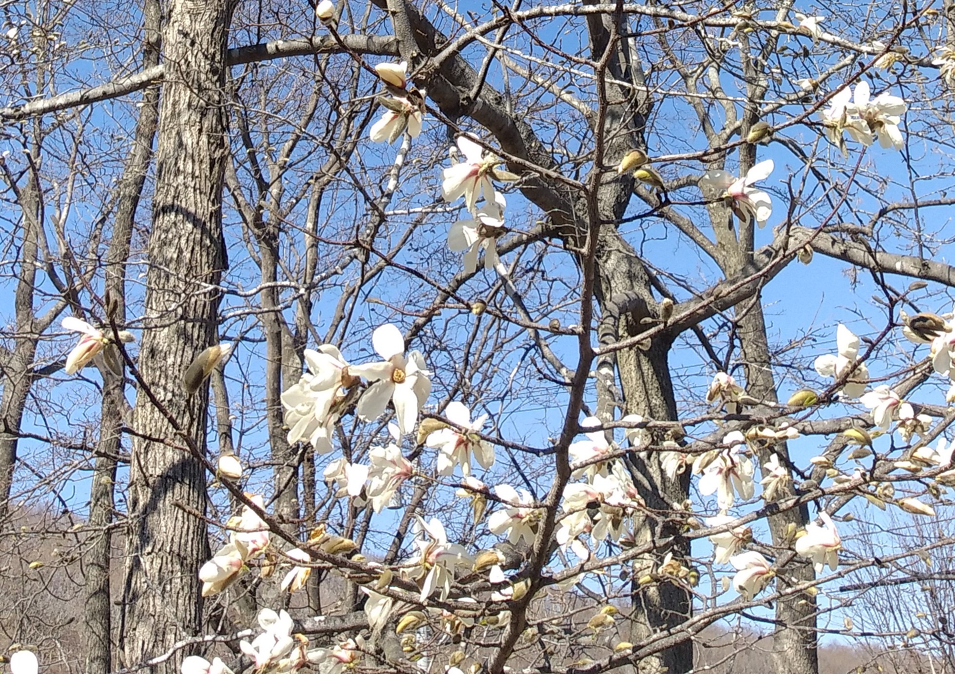 こぶしの花 長岡造園株式会社